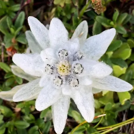 فندق مبيت وإفطار Mirabelle المو