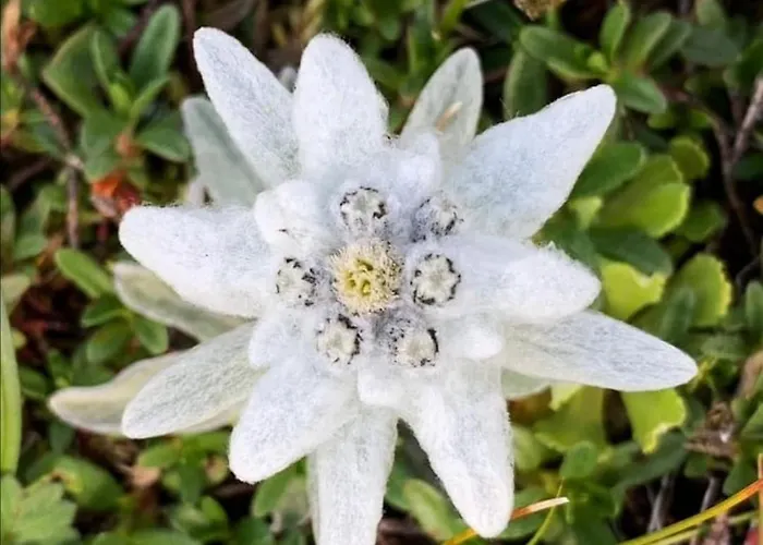 Frühstückspension Mirabelle Ellmau