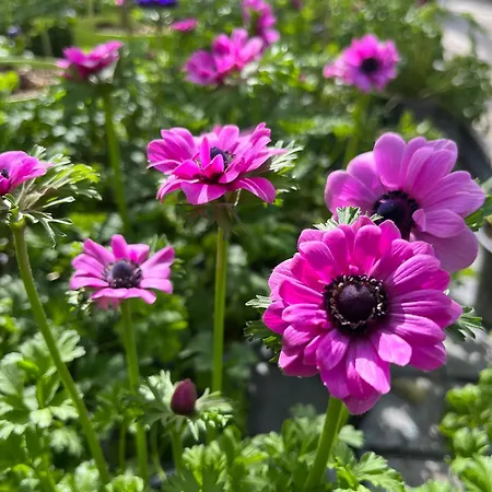 Mirabelle 엘마우