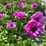 Mirabelle Ellmau